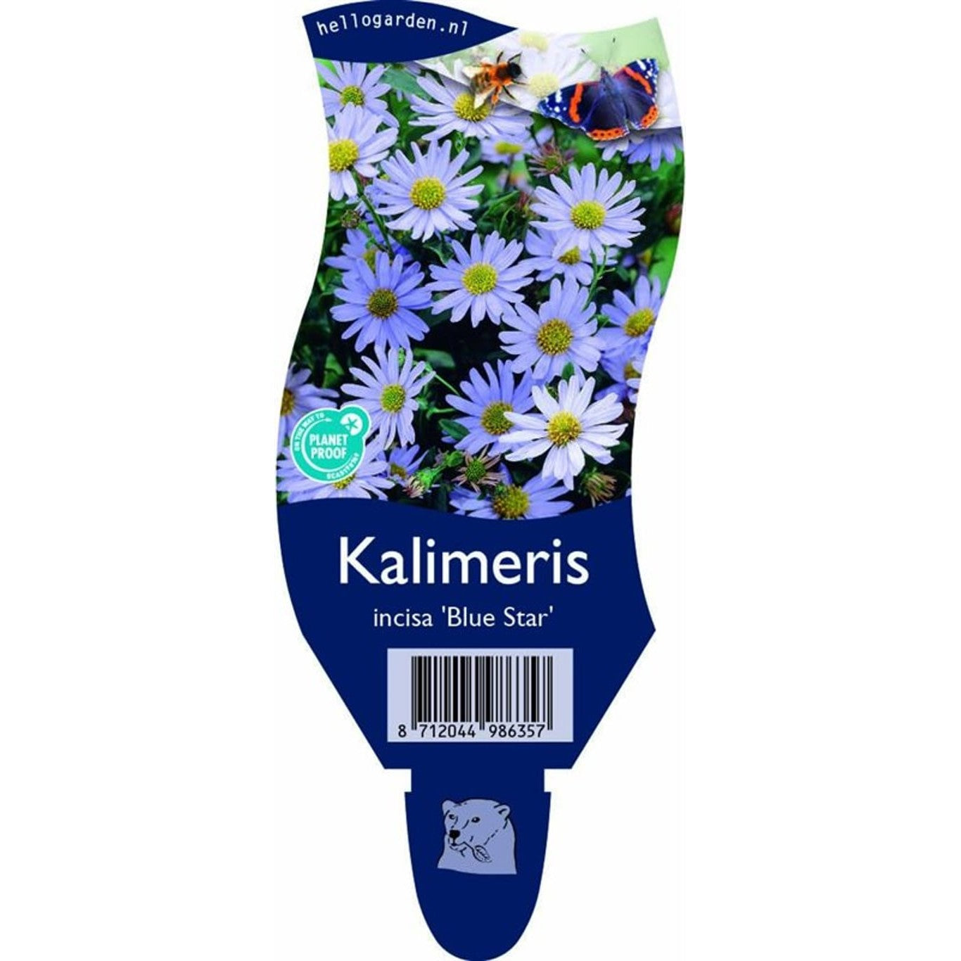 Kalimeris – Kalimeris incisa 'Blue Star' - P11
